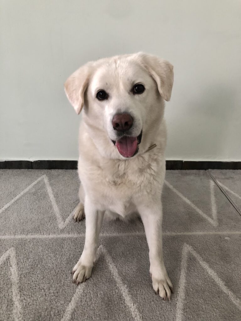 a dog sitting